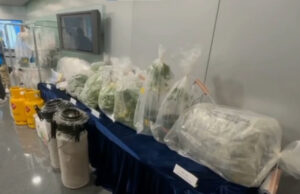 Large-Scale Cannabis Farm Operation Busted in Fanling Cannabis Farm Operation in Fanling