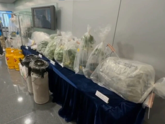 Large-Scale Cannabis Farm Operation Busted in Fanling Cannabis Farm Operation in Fanling