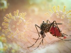 HK Authorities Ramp Up Mosquito Control as Chikungunya Cases Rise Worldwide HK Authorities Ramp Up Mosquito Control