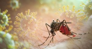 HK Authorities Ramp Up Mosquito Control as Chikungunya Cases Rise Worldwide HK Authorities Ramp Up Mosquito Control