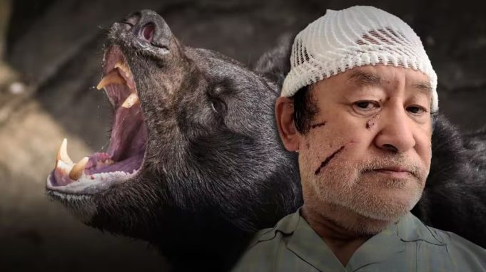Japan Calls for Military Aid as Deadly Bear Attacks Surge to Record High Japan bear attacks