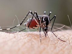 Hong Kong Steps Up Mosquito Control, Reports First Local Chikungunya Case anti-mosquito work around HK