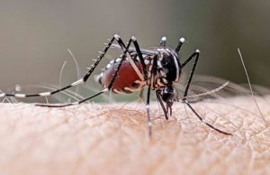 Hong Kong Steps Up Mosquito Control, Reports First Local Chikungunya Case anti-mosquito work around HK
