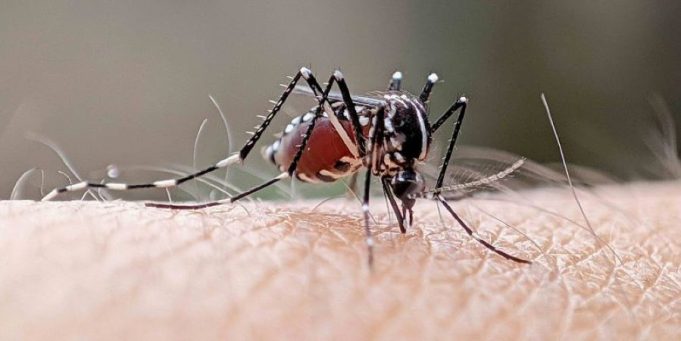 Hong Kong Steps Up Mosquito Control, Reports First Local Chikungunya Case anti-mosquito work around HK