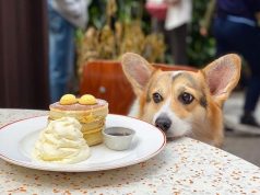 Hong Kong moves to welcome canines at hundreds of restaurants starting this summer dog-friendly-restaurants-hong-kong-elephant-grounds-eat v2