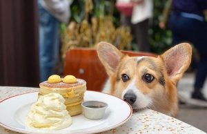 Hong Kong moves to welcome canines at hundreds of restaurants starting this summer dog-friendly-restaurants-hong-kong-elephant-grounds-eat v2