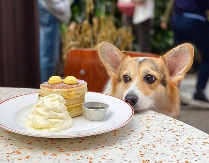 Hong Kong moves to welcome canines at hundreds of restaurants starting this summer dog-friendly-restaurants-hong-kong-elephant-grounds-eat v2