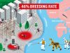 Hong Kong Steps Up Mosquito Control as Breeding Rates Reach ‘Extensive’ Levels Hong Kong Steps Up Mosquito Control